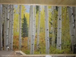 Aspen Forest Wallpaper 10 Aspen Forest Wallpaper -Wallpaper Mural Shop AS26DB1