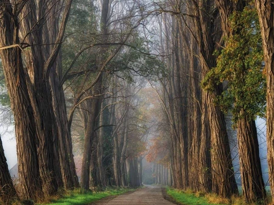 Acacia Wallpaper 2 Acacia Wallpaper - Image 2