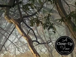 Acacia Wallpaper 6 Acacia Wallpaper -Wallpaper Mural Shop Acacia Wallpaper Close up About Murals