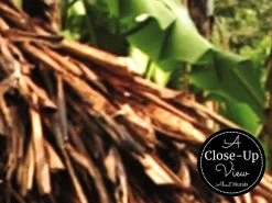 African Village Wallpaper 6 African Village Wallpaper -Wallpaper Mural Shop African Village Wallpaper Close up About Murals