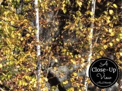 Algonquin Park Wallpaper 6 Algonquin Park Wallpaper -Wallpaper Mural Shop Algonquin Park Wallpaper Closeup About Murals