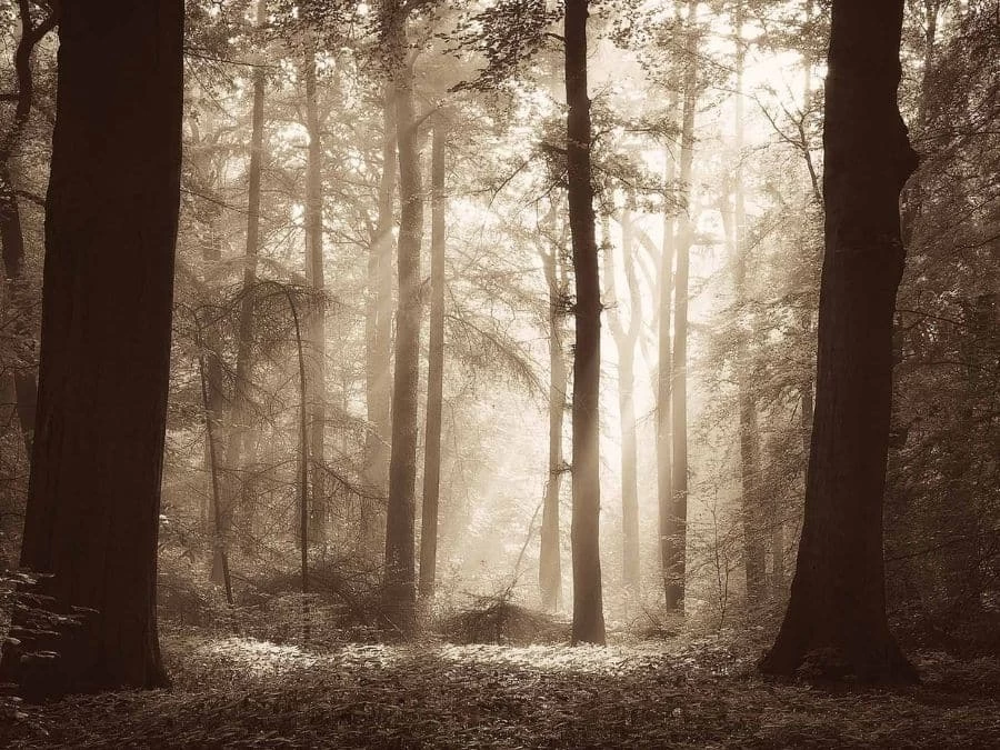 Ancient Forest Wallpaper 2 Ancient Forest Wallpaper - Image 2