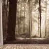 Ancient Forest Wallpaper