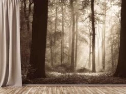 Ancient Forest Wallpaper