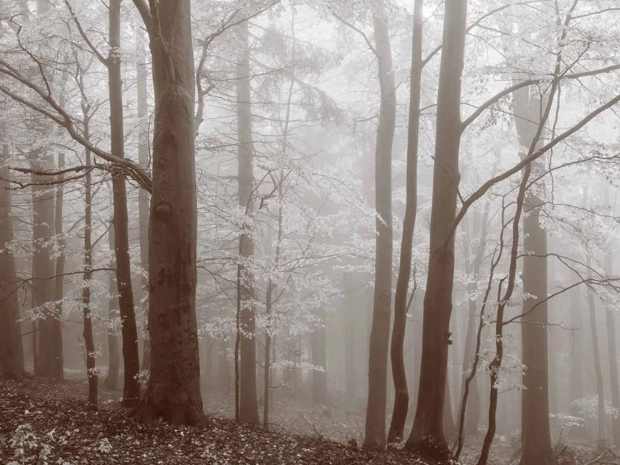 Autumn Mist Wallpaper 2 Autumn Mist Wallpaper - Image 2