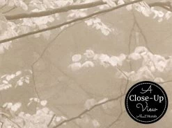 Autumn Mist Wallpaper 6 Autumn Mist Wallpaper -Wallpaper Mural Shop Autumn Mist Wallpaper Close up About Murals