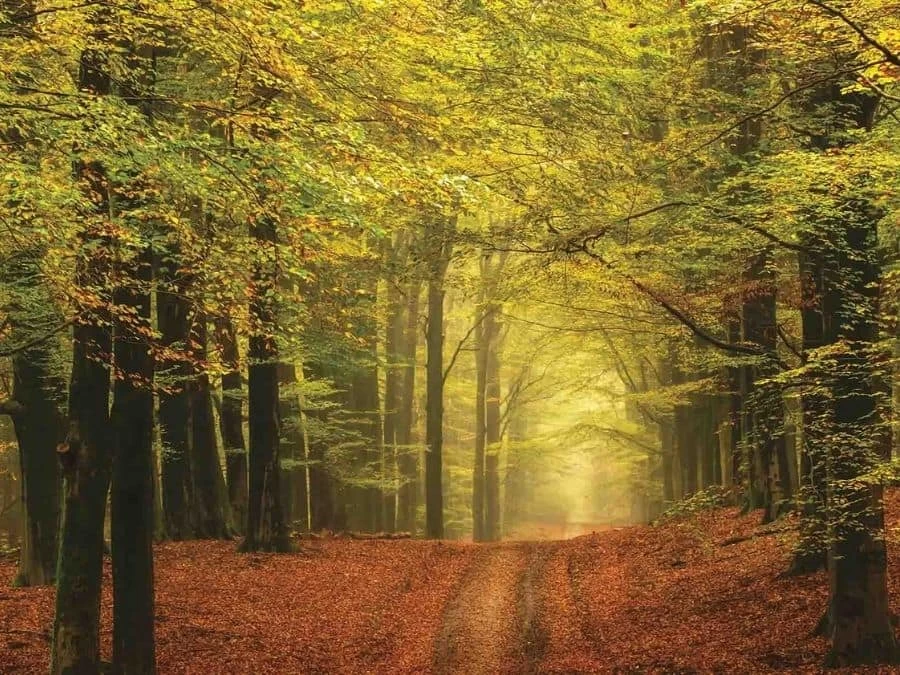 Autumn Trail Wallpaper 2 Autumn Trail Wallpaper - Image 2