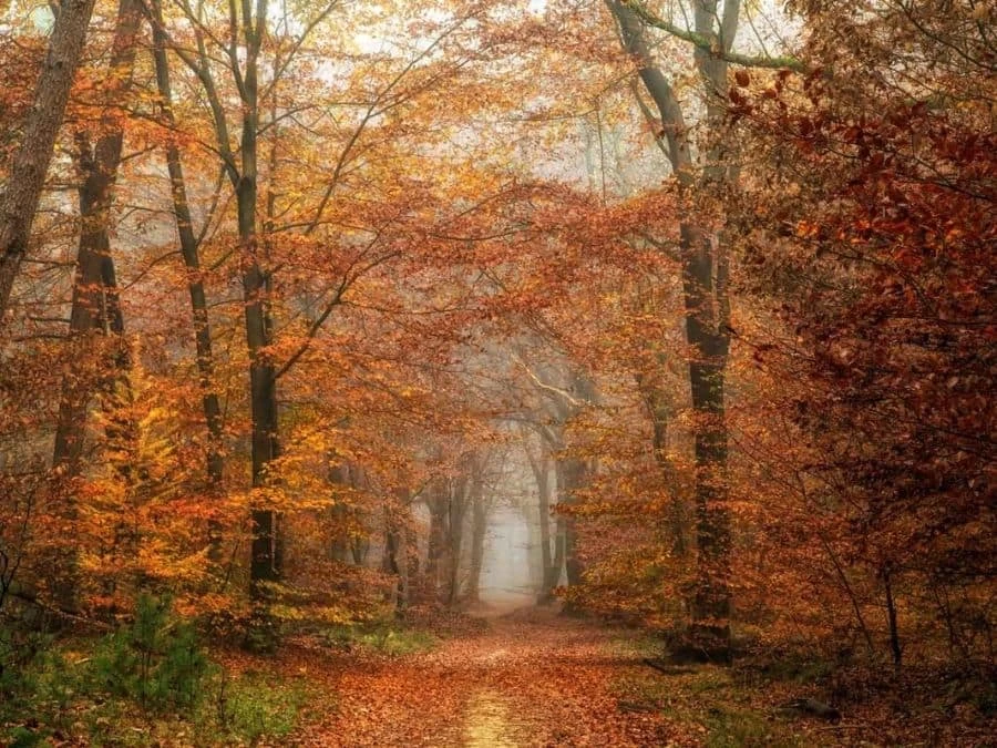 Autumn Wallpaper 2 Autumn Wallpaper - Image 2