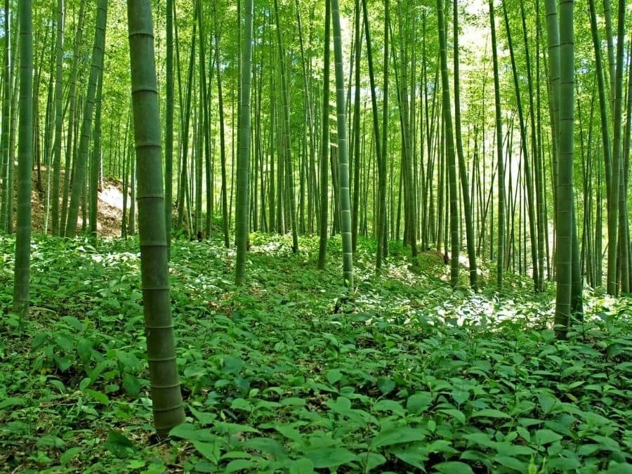 Bamboo Forest Wall Mural 2 Bamboo Forest Wall Mural - Image 2