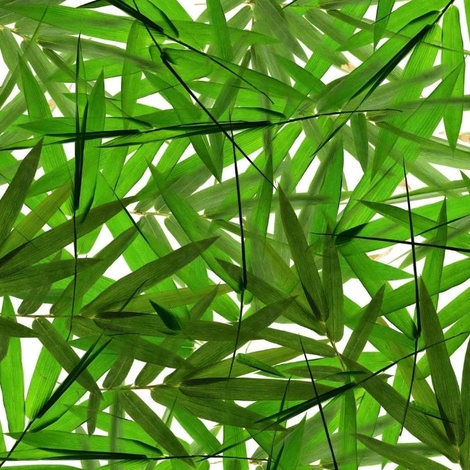 Bamboo Leaf Wallpaper 2 Bamboo Leaf Wallpaper - Image 2