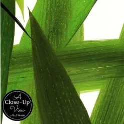 Bamboo Leaf Wallpaper 6 Bamboo Leaf Wallpaper -Wallpaper Mural Shop Bamboo Leaf Wallpaper Closeup About Murals