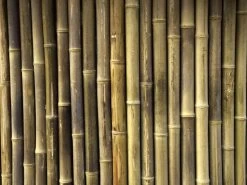 Bamboo Stick Wallpaper -Wallpaper Mural Shop Bamboo Stick Wallpaper About Murals