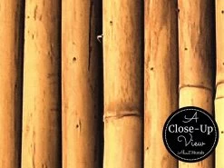 Bamboo Wood Wallpaper 6 Bamboo Wood Wallpaper -Wallpaper Mural Shop Bamboo Wood Wallpaper Close up About Murals