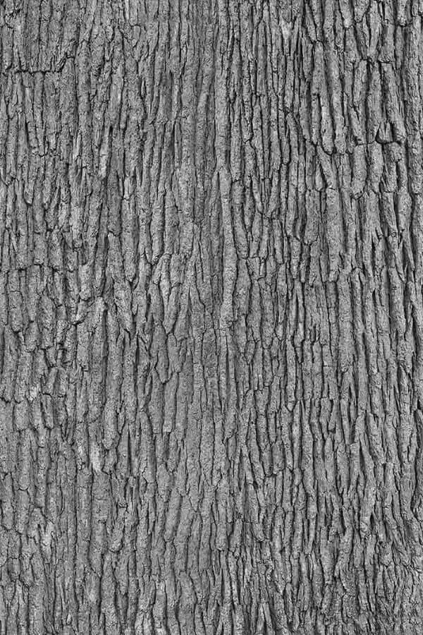 Bark Wallpaper 1 Bark Wallpaper