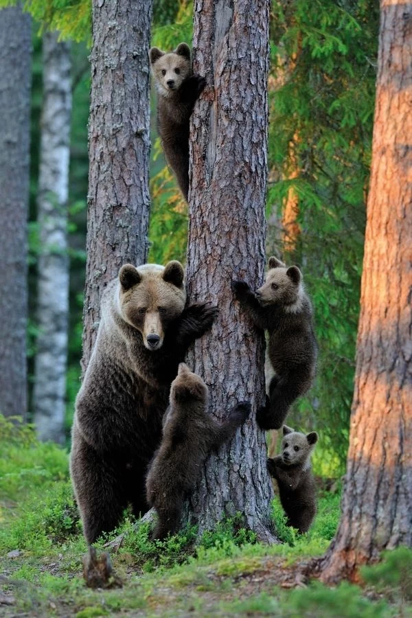 Bear Wallpaper 2 Bear Wallpaper - Image 2