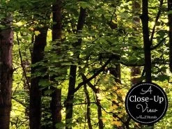 Beautiful Forest Wallpaper -Wallpaper Mural Shop Beautiful Forest Wallpaper Close up About Murals