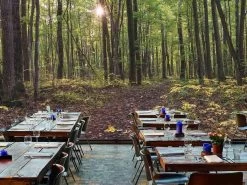 Beautiful Forest Wallpaper