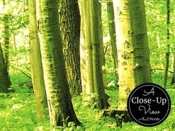 Beech Tree Wallpaper -Wallpaper Mural Shop Beech Tree Wallpaper Close up About Murals