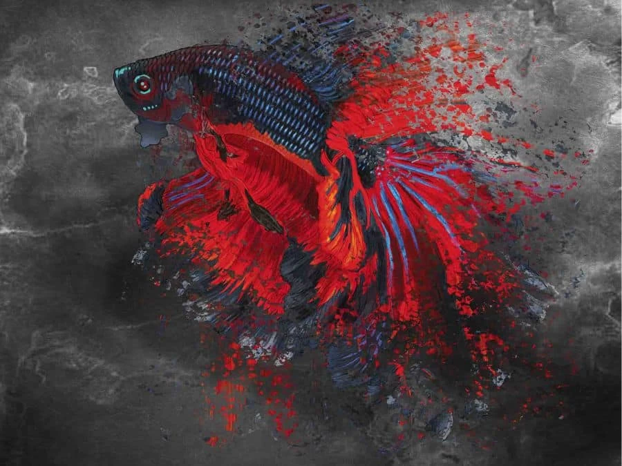 Betta Fish Wallpaper 2 Betta Fish Wallpaper - Image 2
