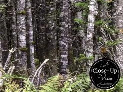 Birch Forest Wallpaper -Wallpaper Mural Shop Birch Forest Wallpaper Close up About Murals