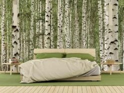 Birch Tree Forest Wall Mural