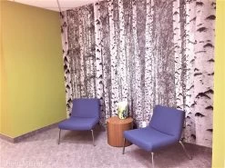 Birch Forest Wallpaper -Wallpaper Mural Shop Birch Tree Wallpaper Reception Area Jamieson Vitamins min