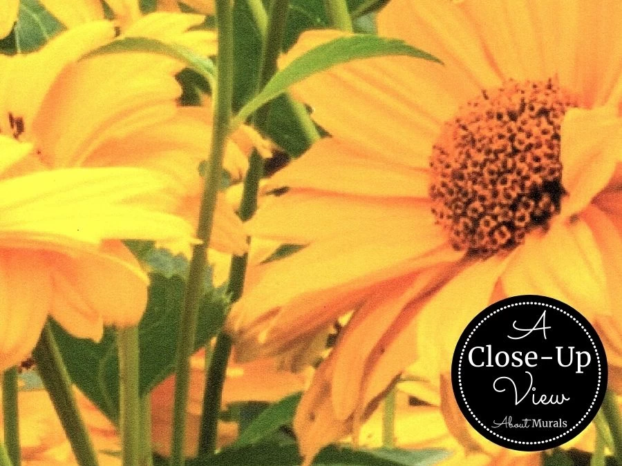 Black Eyed Susan Wallpaper 3 Black Eyed Susan Wallpaper - Image 3