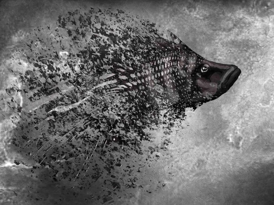 Black Fish Wallpaper 2 Black Fish Wallpaper - Image 2