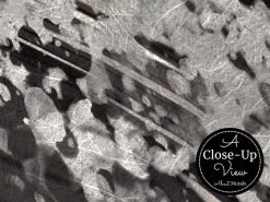 Black Fish Wallpaper 6 Black Fish Wallpaper -Wallpaper Mural Shop Black Fish Wallpaper Closeup About Murals