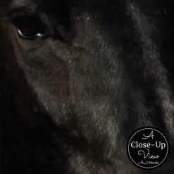 Black Horse Wallpaper 6 Black Horse Wallpaper -Wallpaper Mural Shop Black Horse Wallpaper Close up About Murals