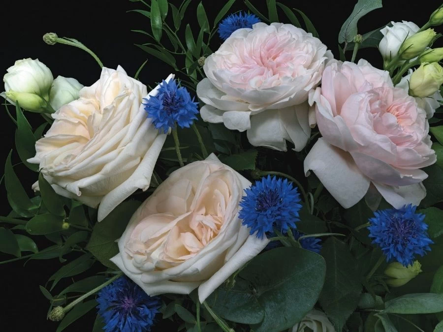 Black And Pink Rose Wallpaper 2 Black And Pink Rose Wallpaper - Image 2