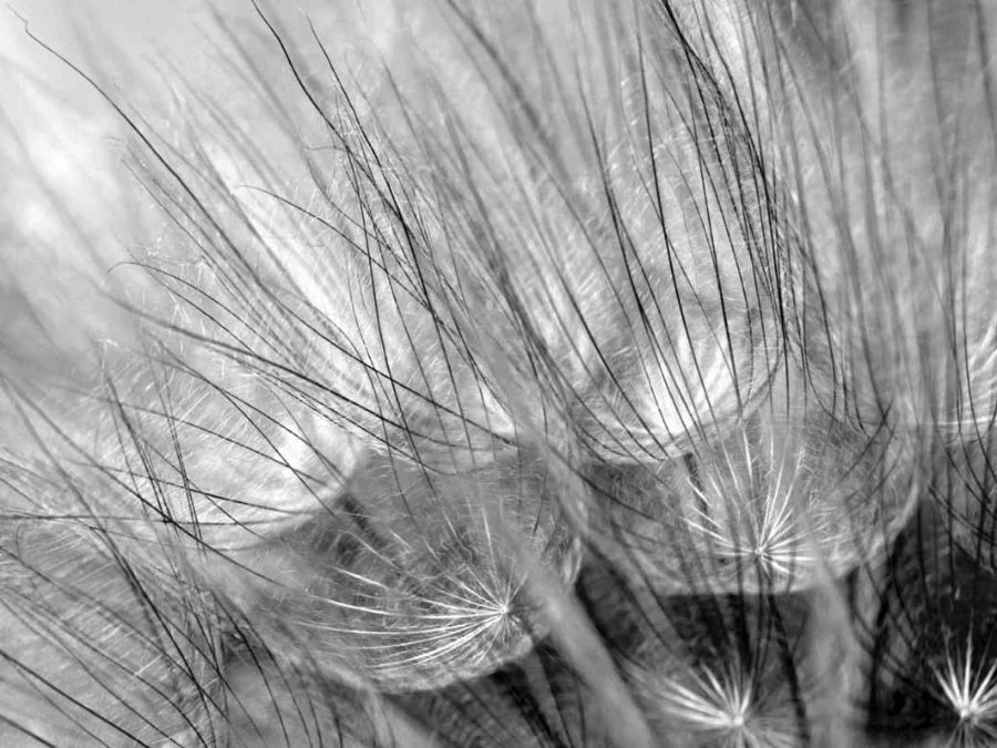Black And White Dandelion Wallpaper 2 Black And White Dandelion Wallpaper - Image 2