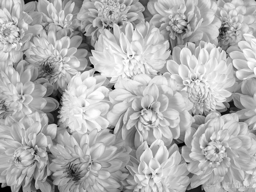 Black And White Flower Wallpaper 2 Black And White Flower Wallpaper - Image 2