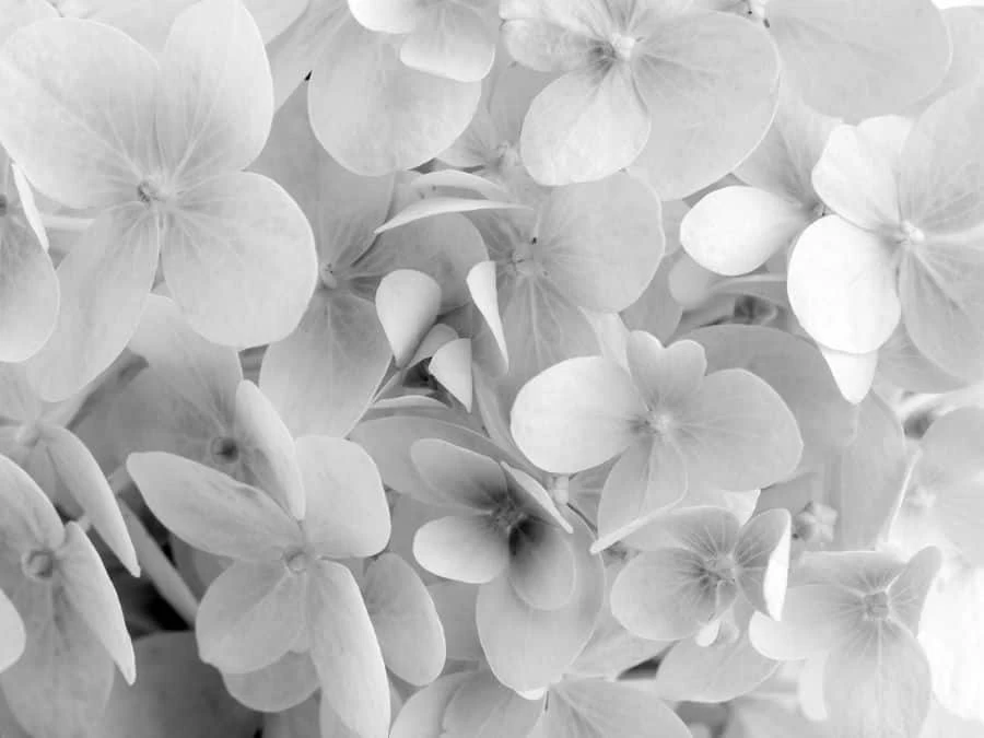 Black And White Hydrangea Wallpaper 2 Black And White Hydrangea Wallpaper - Image 2
