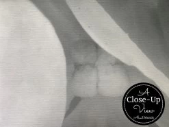 Black And White Hydrangea Wallpaper 6 Black And White Hydrangea Wallpaper -Wallpaper Mural Shop Black and White Hydrangea Wallpaper Close up About Murals