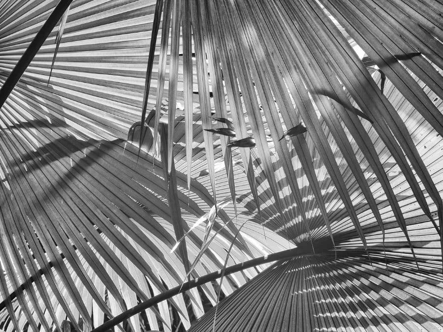 Black And White Palm Wallpaper 2 Black And White Palm Wallpaper - Image 2