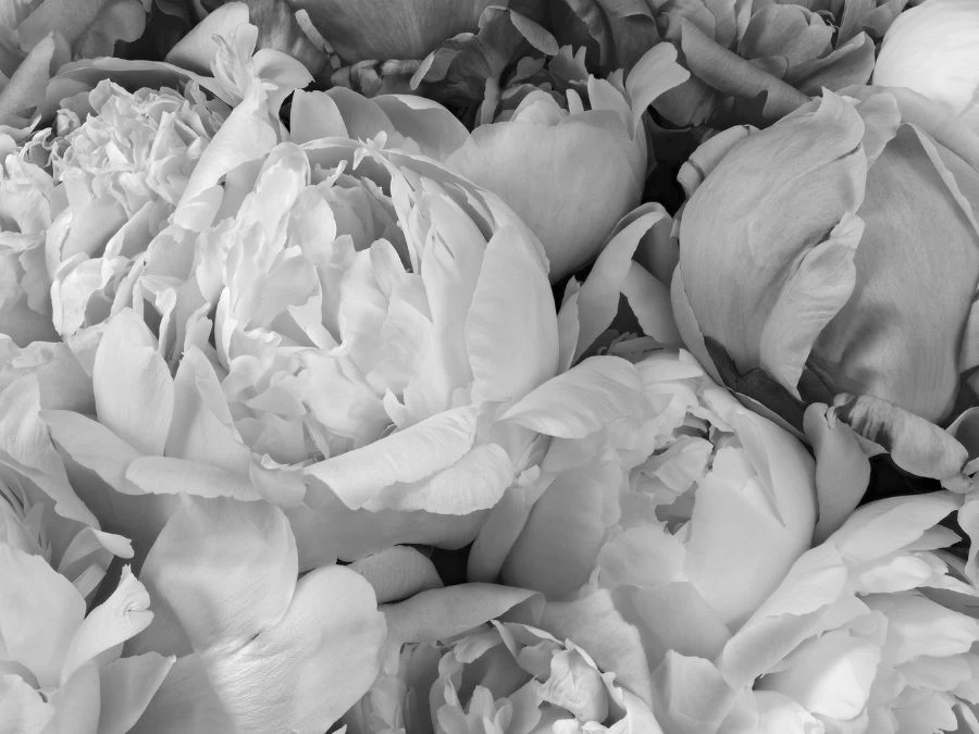 Black And White Peony Wallpaper 2 Black And White Peony Wallpaper - Image 2