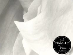 Black And White Peony Wallpaper 8 Black And White Peony Wallpaper -Wallpaper Mural Shop Black and White Peony Wallpaper Close up About Murals