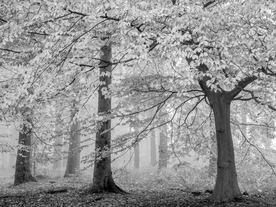 Black And White Trees Wallpaper 2 Black And White Trees Wallpaper - Image 2
