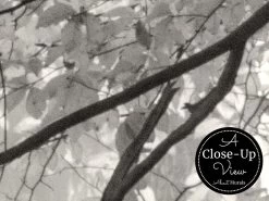 Black And White Trees Wallpaper 6 Black And White Trees Wallpaper -Wallpaper Mural Shop Black and White Trees Wallpaper Close up About Murals