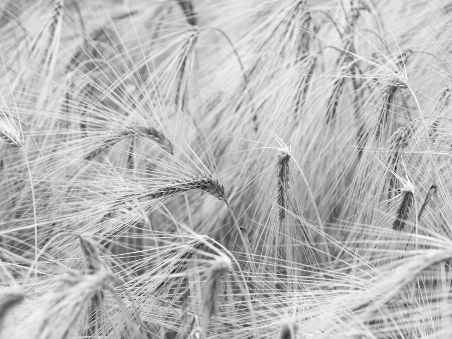 Black And White Wheat Wallpaper 2 Black And White Wheat Wallpaper - Image 2