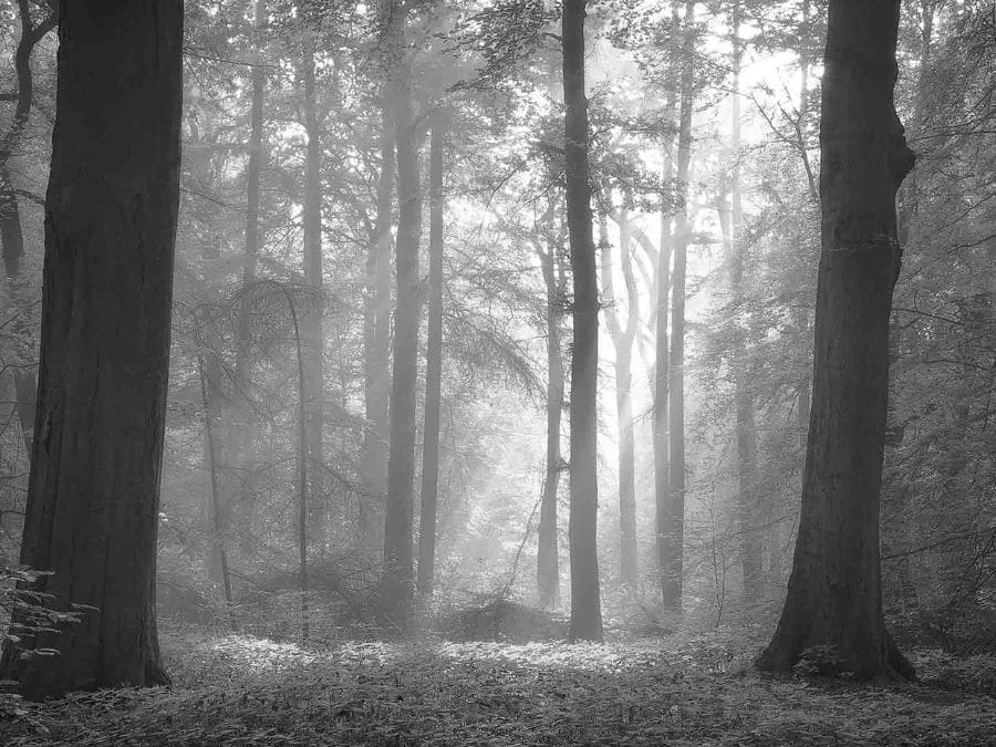 Black And White Woods Wallpaper 2 Black And White Woods Wallpaper - Image 2