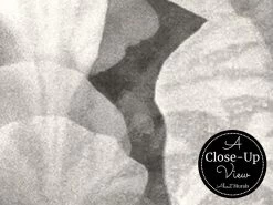 Black And White Rose Wallpaper -Wallpaper Mural Shop Black and White rose Wallpaper Close up About Murals