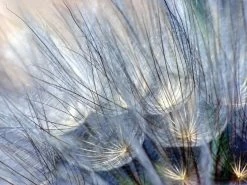 Purple Blue Dandelion Wallpaper 11 Purple Blue Dandelion Wallpaper -Wallpaper Mural Shop Blue Dandelion Wallpaper About Murals