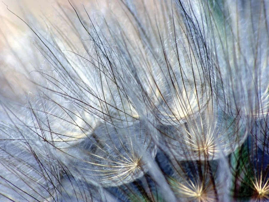 Purple Blue Dandelion Wallpaper 5 Purple Blue Dandelion Wallpaper - Image 5