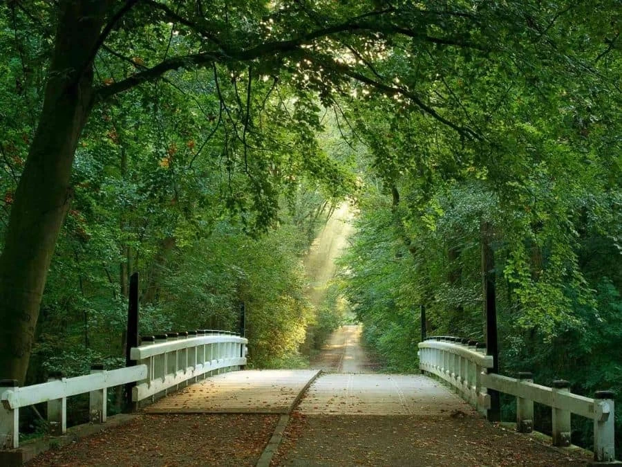 Bridge To The Forest Wall Mural 2 Bridge To The Forest Wall Mural - Image 2