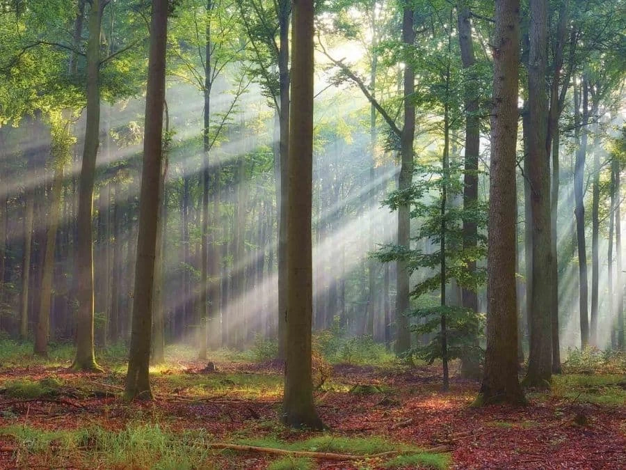 Bright Forest Wallpaper 2 Bright Forest Wallpaper - Image 2