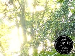 Bright Forest Wallpaper 6 Bright Forest Wallpaper -Wallpaper Mural Shop Bright Forest Wallpaper Close up About Murals