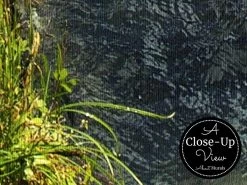 British Columbia Wallpaper -Wallpaper Mural Shop British Columbia Wallpaper Close up About Murals