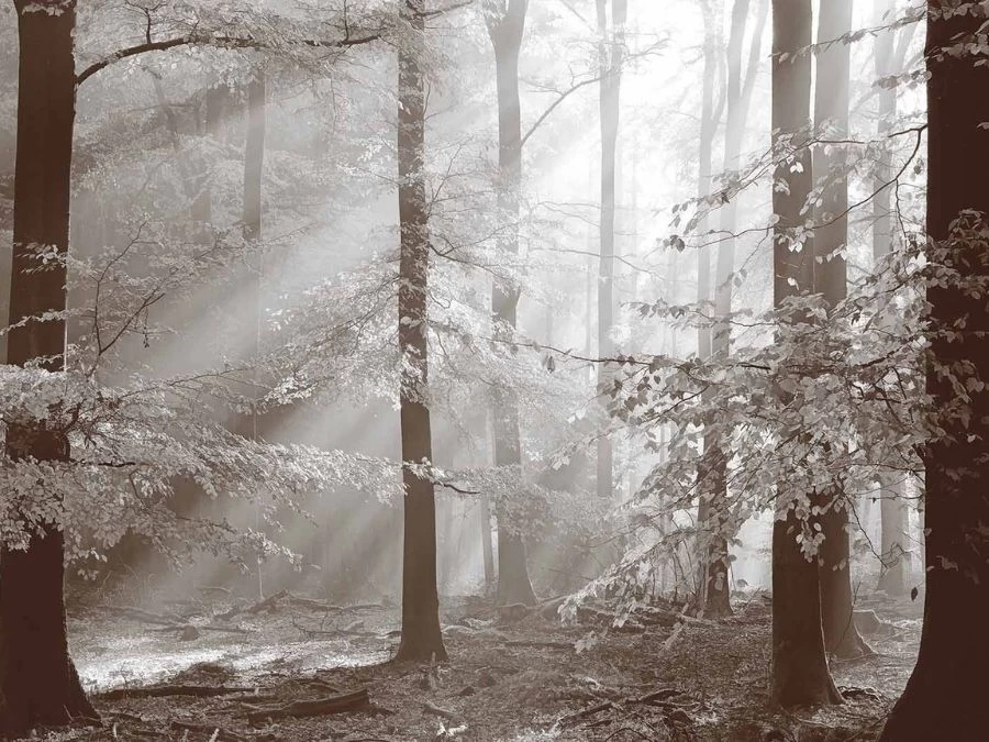 Brown Autumn Wallpaper 2 Brown Autumn Wallpaper - Image 2